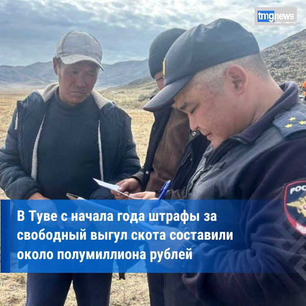 В Туве за девять месяцев 2025 года выявлено 335 случаев несанкционированного выпаса скота  МВД Республики Тыва сообщило о выявленных фактах нарушения порядка выпаса сельскохозяйственных животных за первые девять месяцев текущего года За указанный период правоохранительными органами зафиксировано 335 случаев несанкционированного выпаса скота материалы по каждому факту переданы административным комиссиям муниципалитетов для последующего разбирательства Рассмотрев поступившие дела республиканские административные комиссии приняли решение о привлечении нарушителей к административной ответственности сумма назначенных штрафов составила 494 тысячи рублей Дополнительно муниципальными структурами выявлено 53 случая самовольного выпаса повлекшие назначение штрафных санкций на общую сумму 104 тысячи рублей Отдельно отмечается работа участковых уполномоченных полиции Управления МВД России по городу Кызылу выявивших 17 нарушений правил выпаса Все соответствующие материалы были рассмотрены административными комиссиями результатом чего стало вынесение предупреждения одному владельцу скота и применение финансовых взысканий к остальным правонарушителям на общую сумму 49 тысяч рублей Фото пресс службы МВД по Республике Тыва