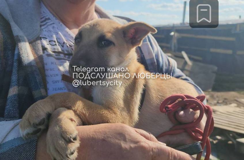 Под Люберцами волонтеры на территории одной из агрофирм обнаружили десятки истощенных щенков и останки собак. Предварительно, собак привозили по просьбе вьетнамских сотрудников для употребления в пищу. В холодильниках были обнаружены пакеты с мясом, а на прилегающей территории закопанные кости собак. В итоге 30 хвостиков были спасены — их содержали в клетках иностранные рабочие. Двое граждан Вьетнама были задержаны полицией для проверки документов. Подслушано Люберцы
