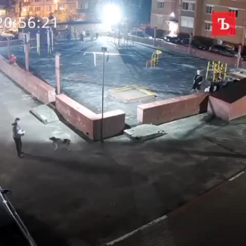 Во Владимире и Краснодаре зафиксированы случаи жестокого обращения с животными
