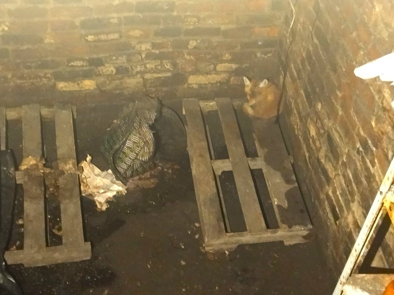 Подмосковные спасатели освободили лисенка, который неделю провел в погребе, рассказали в ГКУ МО "Мособлпожспас" Испуганного лисенка обнаружил у себя на участке житель деревни Крутовец. Понимая, что он не сможет помочь зверьку самостоятельно, он обратился к специалистам. Животное благополучно вернулось в лес.