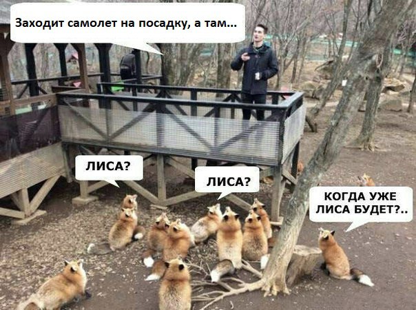 Лиса не дала самолету приземлиться в Тюмени Борт из Шереметьево ушел на второй круг при посадке в Рощино. Помешало животное, которое вышло на взлетно-посадочную полосу. Со второй попытки судно приземлилось. При посадке ни одной лисы не пострадало