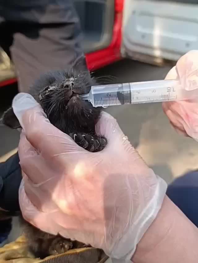 Котенка Марио спасли из коллектора в Москве
