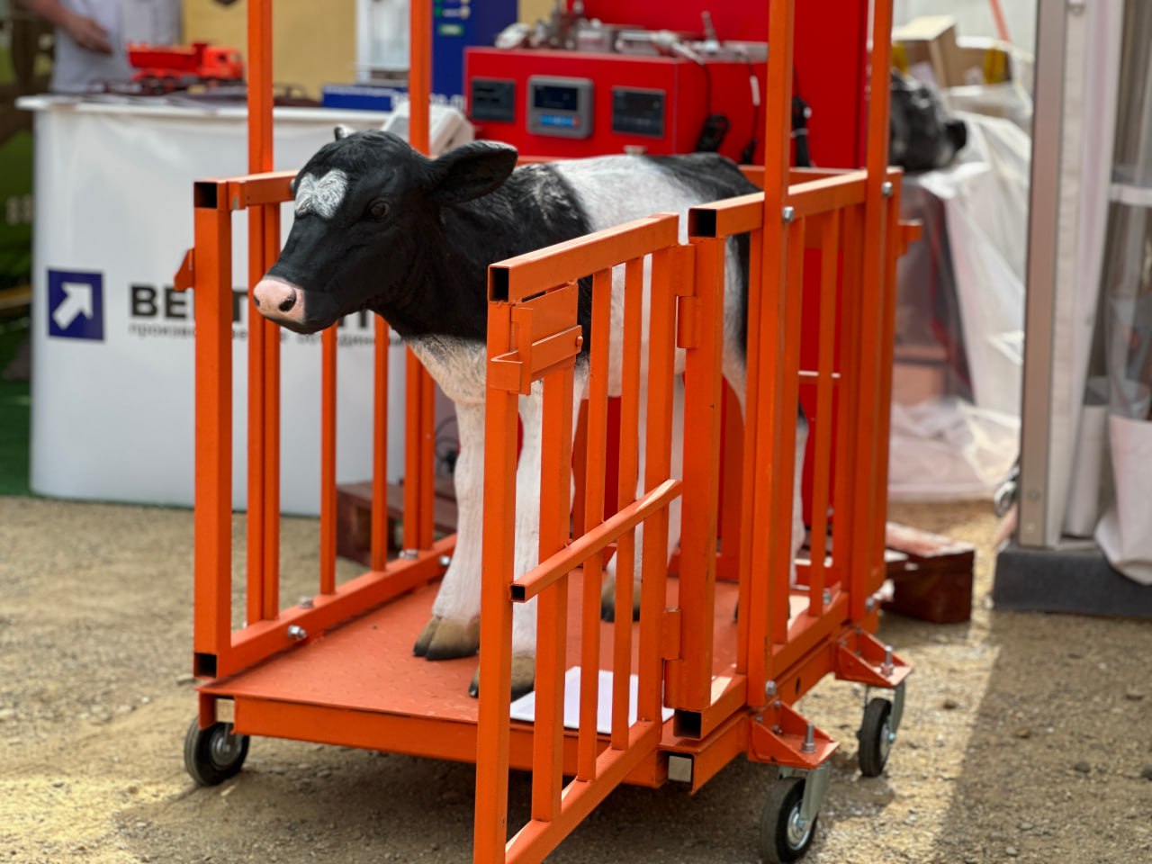 Производство скота и птицы в Ингушетии выросло на 8 в 2025 году Производство скота и птицы на убой в живом весе в хозяйствах всех категорий составило 19 5 тысяч тонн Объем производства молока составил 15 8 тысяч тонн яиц 29 9 млн штук Поголовье крупного рогатого скота составило 76 8 тысяч голов птицы 412 тысяч голов овец и коз 354 тысячи голов АПК