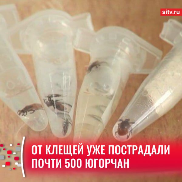 Больше всего случаев зарегистрировано в Кондинском районе - 85, в Ханты-Мансийске - 68 и Пыть-Яхе - 47. В Сургуте за помощью к медикам обратилось 45 человек. С началом дачного сезона именно на садовых участках люди чаще всего встречают клещей. В среднем каждую неделю статистику пополняет по сто случаев нападения членистоногих. Подписаться Прислать новость