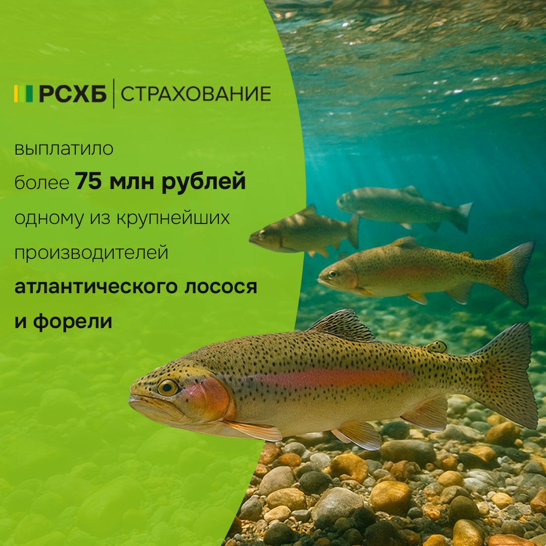 АО СК РСХБ Страхование произвело страховую выплату в размере более 75 млн рублей по договору страхования объектов аквакультуры одному из крупнейших производителей аквакультурного лосося и форели в России Страховым случаем стала гибель падеж более 407 тысяч голов атлантического лосося и радужной форели на рыбоводной ферме предприятия расположенной на территории губа Мотка в Баренцевом море в Мурманской области в результате заболевания заразной болезнью холодноводный вибриоз По результатам рассмотрения предоставленных страхователем документов АО СК РСХБ Cтрахование признало случай страховым и осуществило выплату в соответствии с условиями договора страхования Выращивание товарной рыбы является весьма сложным и продолжительным процессом который подвержен влиянию различных неблагоприятных факторов способных нанести рыбоводческим компаниям значительные убытки В этой связи агрострахование выступает эффективным инструментом финансовой защиты который позволяет существенно снизить финансовые потери в результате наступления природных или техногенных катастроф и болезней а также минимизирует потери предприятия по причине полной гибели объектов аквакультуры прокомментировал Сергей Простатин генеральный директор АО СК РСХБ Страхование РСХБ Страхование