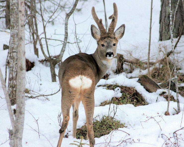 Сибирская косуля останется в Красной книге Томской области Такое решение принято на заседании Департамента природных ресурсов и охраны окружающей среды Томской области Принято решение скорректировать описание современного ареала косуль и активизировать мероприятия по поддержанию популяции в зимний период включая установку солонцов и прокладку подходов к кормовым площадкам говорится в релизе обладминистрации Представители охотничьего и рыбного хозяйства настаивали на исключении косули из списка охраняемых видов ссылаясь на угрозу ДТП Однако на окончательное решение повлияли экологические аргументы и прогнозы о возможном естественном сокращении популяции этой зимой из за ожидаемого увеличения толщины снежного покрова Комиссия также учла необходимость продолжения наблюдения за состоянием популяции до подготовки четвертого издания Красной книги региона в 2033 году Сибирская косуля находится под охраной в регионе с 2009 года За период с 2014 го по 2024 й ее популяция выросла в десять раз достигнув 8 37 тысячи особей