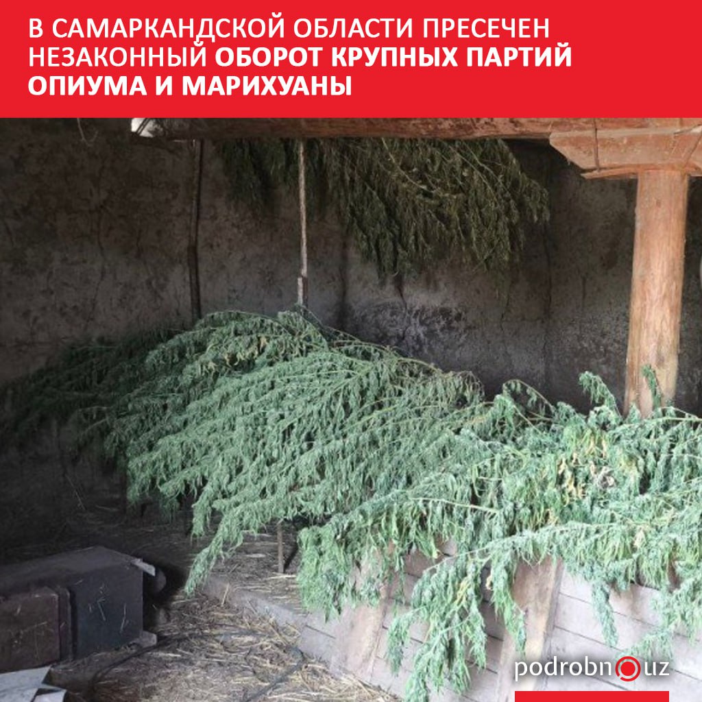 Правоохранители Самаркандской области выявили два случая хранения крупных партий опиума и марихуаны Наркодилеры арестованы   podrobno uz cat proisshestviya v samarkandskoy oblasti presechen nezakonnyy oborot krupnykh partiy opiuma i marikhuany Telegram Instagram Facebook Читать на узбекском