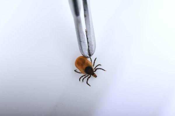 Власти Москвы сообщили о падении активности клещей В ближайшее время они заснут В конце октября специалисты не зафиксировали ни одного контакта с насекомыми Об этом ТАСС сообщил начальник отдела мониторинга биоразнообразия столичного департамента природопользования и охраны окружающей среды Азамат Кунафин По его словам тем не менее пока сохраняется относительно тёплая погода следует соблюдать осторожность Специалист отметил что клещи впадут в спячку при снижении среднесуточной температуры ниже 5 градусов Подписаться на Говорит Москва Telegram VK MAX