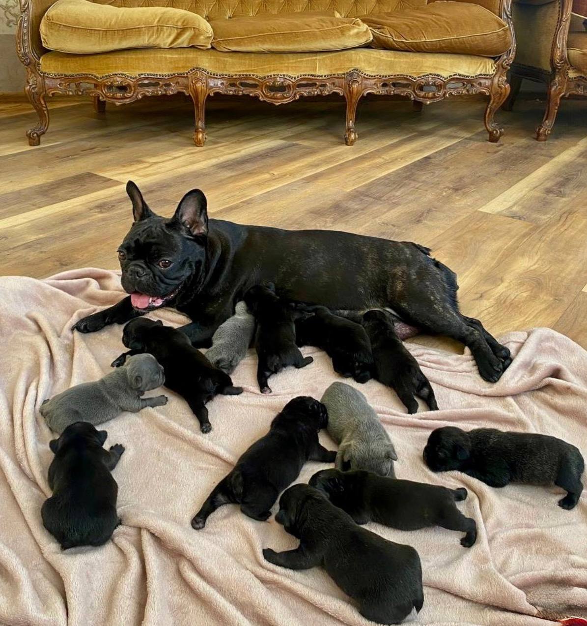 Французский бульдог из Петербурга по кличке Герда установила рекорд она родила сразу 12 щенков и попала в Книгу рекордов России Обычно у бульдогов рождается не больше 5 7 малышей но Герда из Северной столицы стала настоящей матерью героиней установив абсолютный рекорд по числу новорождённых среди представителей породы