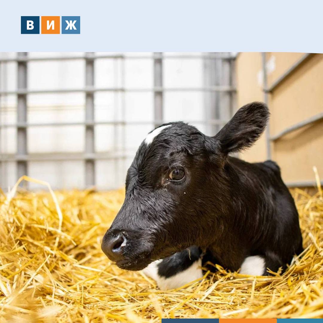 Стадо клонированных коров создают на юге России На ферме Прогресс Агро в Краснодарском крае родились два клонированных теленка Милка и Искорка Они стали генетическими копиями первой клонированной телочки холдинга Звездочки появившейся в 2024 году Животных получили совместно с лабораторией Альтраген по ранее опробованной технологии речного клонирования В этот раз ученые решили проблему крупноплодия телята родились с нормальным весом 32 5 и 56 кг Эффект достигли благодаря переходу на синтетические среды для развития эмбрионов Донором ДНК стала высокопродуктивная голштинская корова с рекордными надоями Холдинг продолжает биотехнологическую программу и уже создает первых в России клонированных быков что должно снизить зависимость отрасли от импортной генетики Фото предоставлено ГК Прогресс Агро Подписывайтесь на ВиЖ в Мах