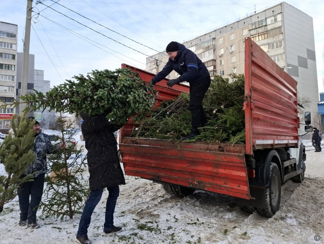 Более 450 хвойных деревьев собрали в Барнауле для дальнейшей переработки    В Барнауле прошла традиционная акция по сбору елей для дальнейшей переработки. Мероприятие было организовано общественной организацией «Мусора.Больше.Нет» совместно с комитетом по благоустройству города Барнаула.  Елки, сосны, пихты и хвойные ветки принимали на локациях по пяти адресам: «Зеленый сквер» на площади Октября, площадь Адмирала Кузнецова, площадь Народная, возле ТРЦ «Огни» и ТРЦ «Гулливер Парк».  В этом году в ходе акции было собрано более 350 хвойных деревьев. Еще порядка 100 деревьев были предоставлены организаторами елочных базаров.  «Душистые и нарядные елочки радуют нас во время новогодних праздников. А после могут сослужить хорошую экологическую службу. Уже семь лет мы проводим акцию по их сбору и переработке. С каждым годом все больше барнаульцев стремятся ответственно и грамотно утилизировать новогодние деревья», — отметила начальник отдела охраны окружающей среды комитета по благоустройству Ксения Герман.