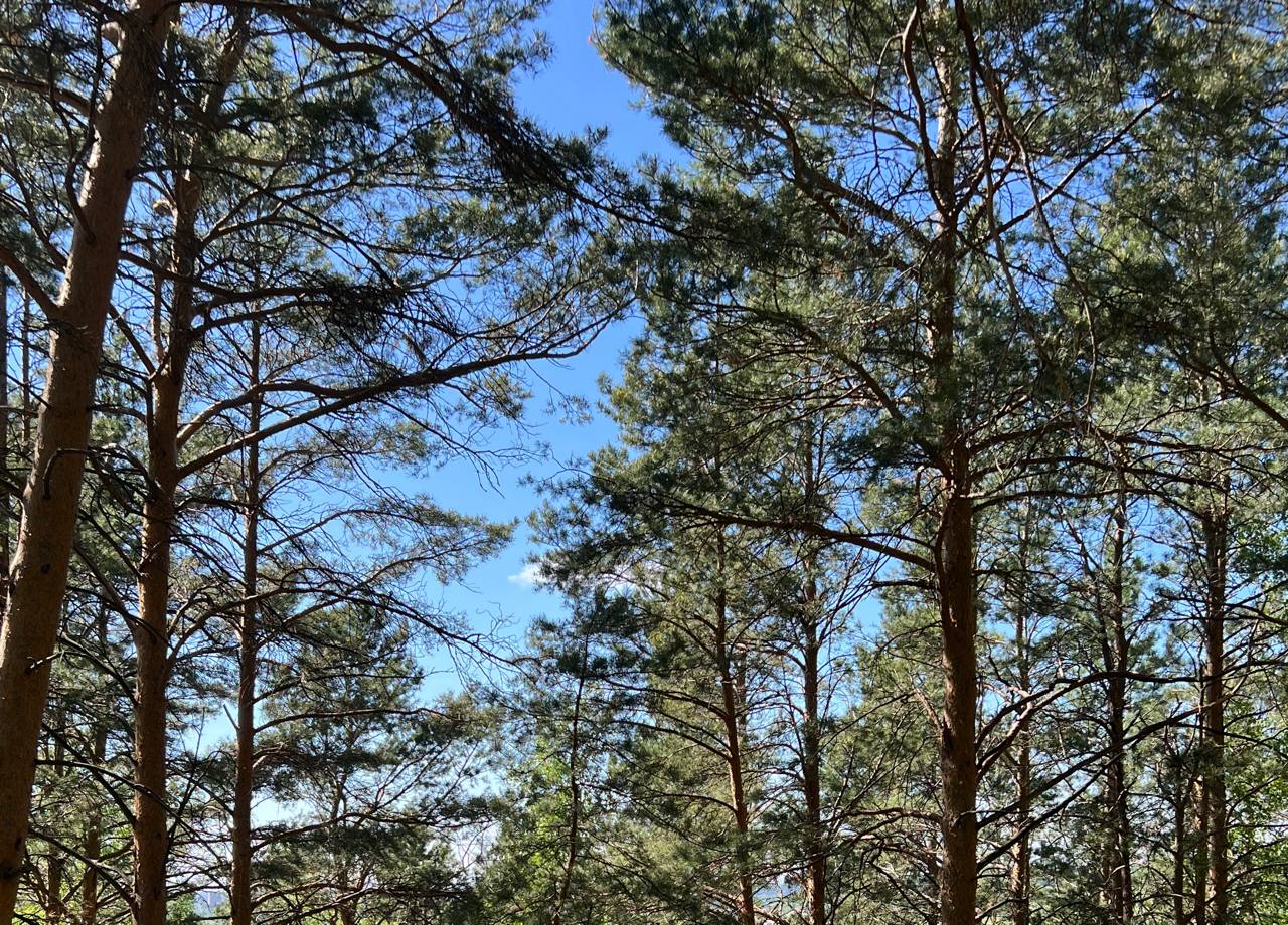 Прокуратура Томской области в судебном порядке потребовала вернуть в муниципальную собственность земельный участок в кедраче деревни Малое Протопопово Томского района Прокуратура Томской области проверила распространившуюся в социальных медиа информацию о неправомерной передаче в частную собственность земельного участка с многовековым кедрачом в деревне Малое Протопопово Томского района Установлено что администрация Мирненского сельского поселения продала участок площадью более 66 тыс кв м индивидуальному предпринимателю При этом основанием для отчуждения земли без проведения торгов послужило возведение на нем бывшим арендатором нежилого здания площадью менее 48 кв м   Сочтя предоставленный в собственность участок явно несоразмерным возведенному на нем строению прокуратура региона в судебном порядке оспорила договор купли продажи потребовав вернуть землю в муниципальную собственность Иск находится на рассмотрении в Арбитражном суде Томской области