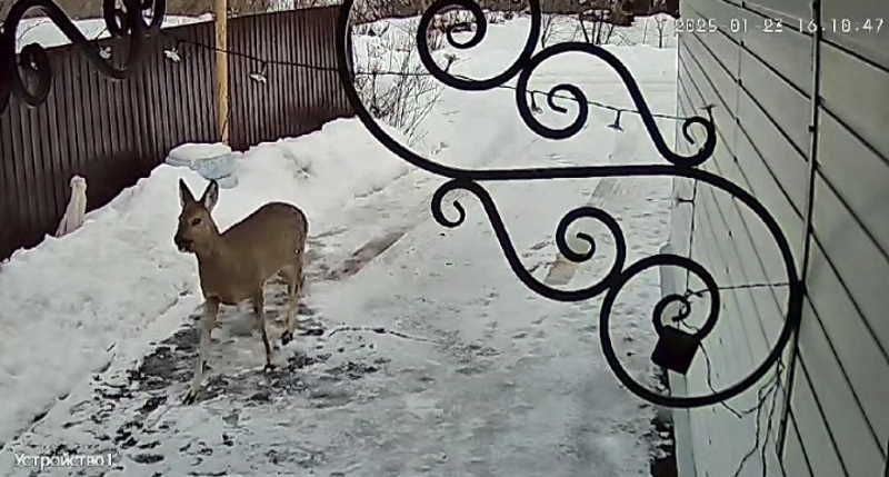 Необычная гостья была замечена на одной из улиц в селе Кочелаево — в деревню забрела косуля. Видимо, животное решило последовать примеру шишкеевского оленя Яшки и тоже вышло к людям.  Часть деревенского маршрута косули зафиксировали камеры видеонаблюдения в одном из домов. Гостья сама отведала сена, которое хранилось у одного из подворий.  Об этом сообщает газета «Голос Примокшанья».  «Зачем дикое животное заходило в село?» — рассуждают местные жители. Наверняка не для того, чтобы посетить главную местную достопримечательность – дом-музей известного художника.  Специалисты связывают такое появление в населенных пунктах с поиском чего-то съедобного, а, может быть, косуля просто заблудилась.  Но, судя по всему, в деревне гостья не осталась, ушла в лес. Кто знает, может, еще вернется и, как Яшка, будет жить среди людей. И имя ей тоже придумают.  Фото: Голос Примокшанья.