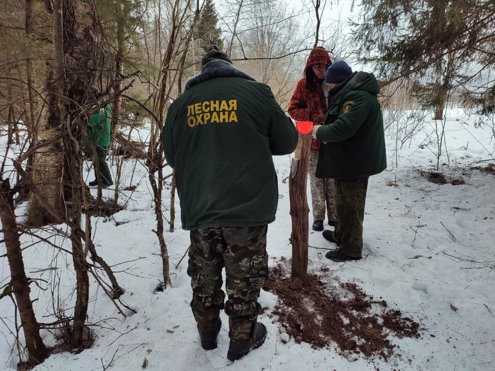 Вблизи деревни Покоево муниципального округа Истра отводят лесосеку для сплошной санитарной рубки.  Небольшой очаг площадью 0,28 гектара обнаружен сотрудниками Савельевского участкового лесничества при патрулировании территории лесного фонда. Рубка назначена по результатам лесопатологического обследования, в ходе которого выявлены погибшие и поврежденные от болезней и вредителей деревья, требующие оперативного удаления.  Участок погибшего леса отграничен визиром, на углах поворота установлены деляночные столбы, проведен сплошной перечет деревьев.   Старший участковый лесничий Истринского филиала ГАУ МО «Мособллес» Иван Новожилов сообщил, что после проведения санитарно-оздоровительного мероприятия здесь будет подготовлена почва для последующей посадки молодого леса.