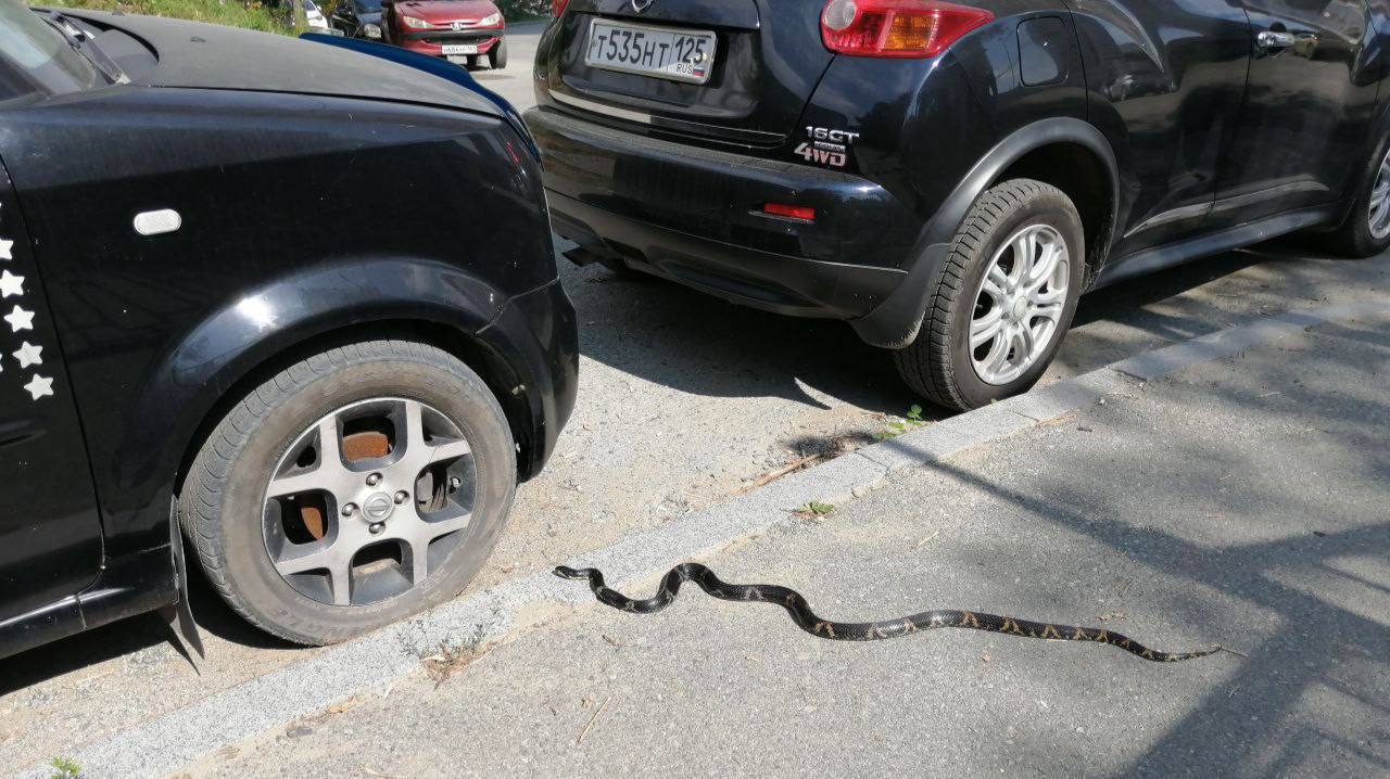 Во Владивостоке гигантский полоз устроил отдых в кузове припаркованной машины В районе Никифорова очевидцы обнаружили как в кузов заползает длинный полоза вероятно змея искала тёплое укромное место из за похолодания Источник svodka25 vmfareast