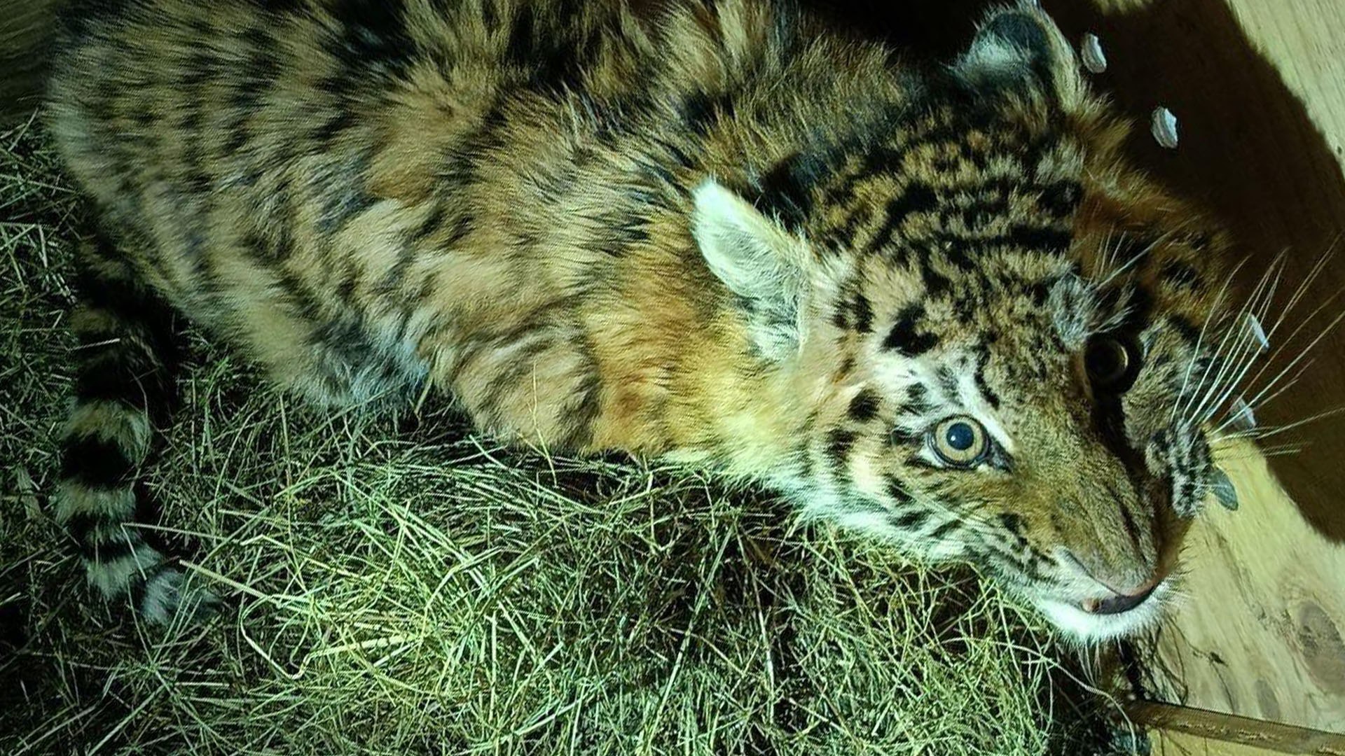 В Комсомольском районе спасли тигрёнка сироту Ещё один тигренок сирота обнаружен в Хабаровском крае Истощённый и беспомощный котёнок сидел на обочине автодороги Комсомольск Николаевск на Амуре в Комсомольском районе Его увидели водители сообщили в охотнадзор Специалисты отловили тигренка и доставили в Хабаровск Следов взрослой тигрицы обнаружены не были Тигрёнка пока поселили в вольер Службы по охране объектов животного мира Хабаровского края Это мальчик он был довольно слаб но уже успел окрепнуть Тигриного ребёнка назвали Тимошей Komcity в Телеграм и Max