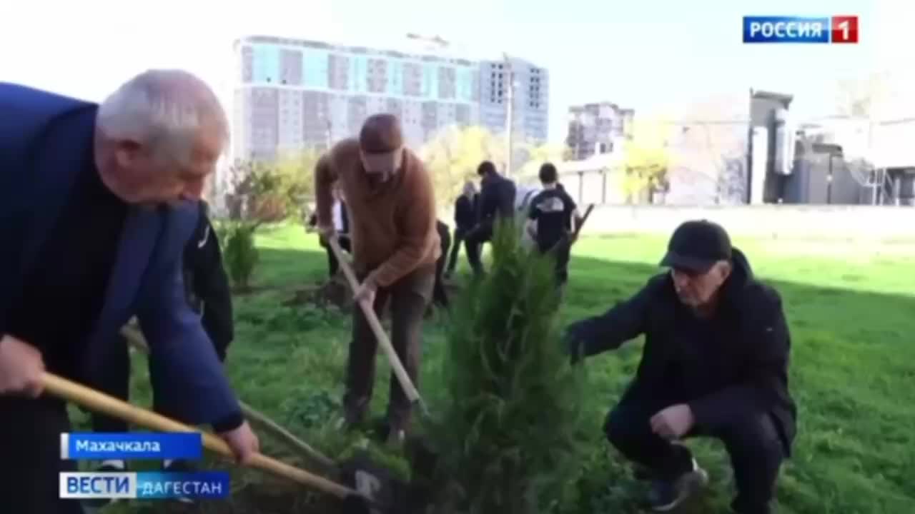 Ветераны и школьники Махачкалы и Моздока высаживают деревья в рамках экологических акций