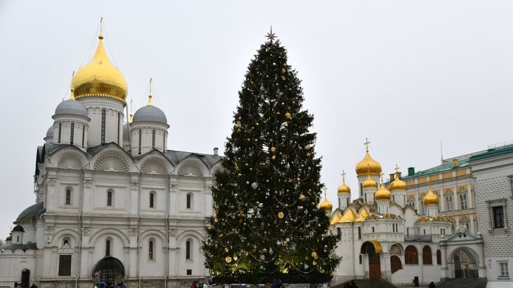 Главную новогоднюю елку страны из Рузы Подмосковья привезут в Кремль 10 декабря Её спилят 8 декабря на территории Рузского муниципального округа недалеко от деревни Знаменка Дерево высотой 26 метров обхватом ствола 64 см и размахом нижних ветвей 11 метров установят на Соборной площади через Спасские ворота на специальном автопоезде moscowlenta