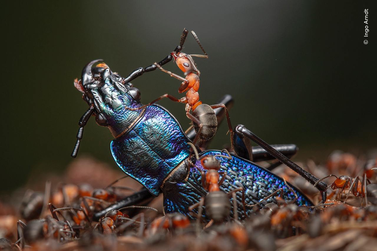 Лучшим фотографом дикой природы в 2024 году  премия Wildlife Photographer of the Year  признали канадца Шейна Гросса, который снял головастиков западноамериканской жабы  первое фото , находящихся под угрозой исчезновения, в озере Сидар на острове Ванкувер.   Работа была выбрана из почти 60 тыс. заявок, победителями в еще нескольких номинациях стали фотографы из США, Австралии, Испании, Италии, Германии и других стран.  Россиянин Игорь Метельский стал победителем в номинации «Животные в их естественной среде обитания» за фотографию рыси  второе фото . На создание этого снимка с помощью фотоловушки ушло более шести месяцев, посколько оно было сделано в труднодоступном месте на Дальнем Востоке.   Фото: Wildlife Photographer of the Year    Картина дня — в телеграм-канале РБК