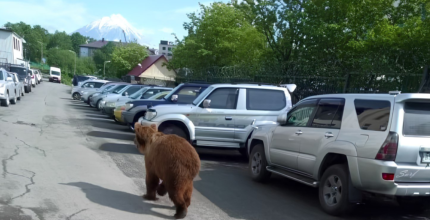 В Петропавловске ввели режим повышенной готовности из-за нашествия медведей  На территории Петропавловска-Камчатского ввели режим повышенной готовности из-за частых случаев выхода медведей. Также увеличена численность рабочих групп для реагирования на подобные инциденты Нажмите для подробностей -