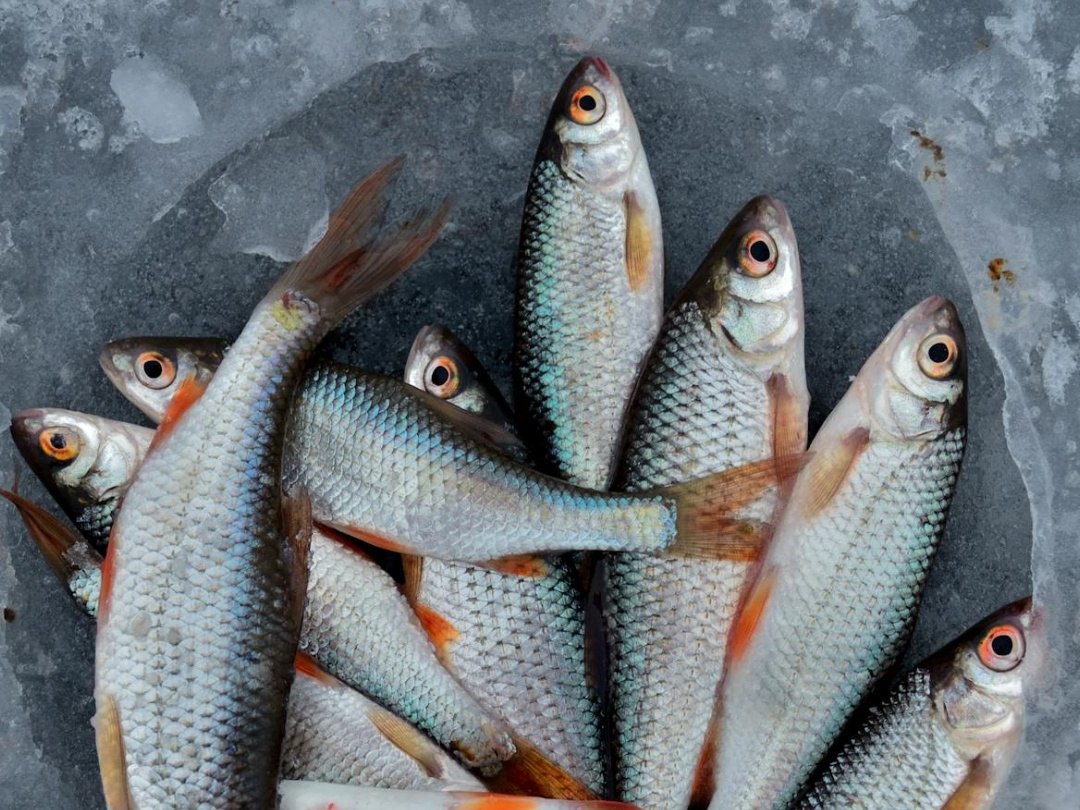 Производство рыбной продукции на Кубани выросло в 1,5 раза в 2025 году В Краснодарском крае произвели 7,5 тысяч тонн рыбной продукции в первом квартале 2025 года, что в 1,5 раза больше в сравнении с аналогичным периодом 2024 года. Речь идет о переработанной и консервированной рыбе, ракообразных и моллюсках. #АПК