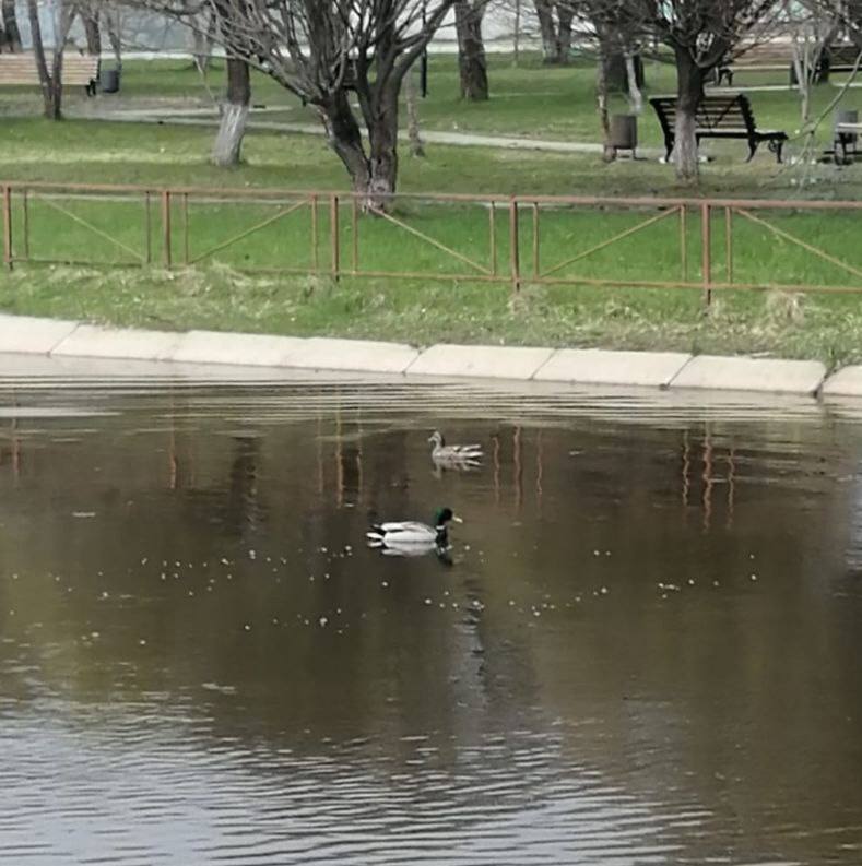 В Устье на водоемы вернули домики для уток. Конструкции отремонтировали, покрасили и установили на прежние места - на реке Петровке, на пруду в центральном парке. Ставим такие домики третий год подряд. “Утки свое жилье любят, отдыхают там с удовольствием. Это и безопасно, и удобно. А жители села могут спокойно наблюдать за пернатыми”, - пояснил глава Усть-Кубинского округа Иван Быков. Связаться с Вологодским Городовым или предложить новость:
