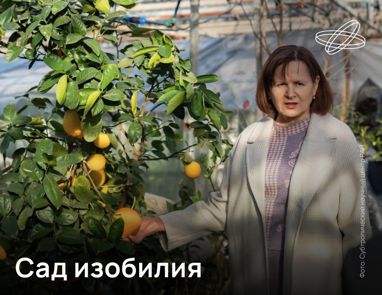 Первый в России Селекционно-семеноводческий центр для субтропических культур создан в Сочи Там будут выращивать специфические растения теплого причерноморского климата: цитрусовые, чай, хурму, фейхоа, киви, фундук и лавр благородный. Ученые центра займутся созданием российских сортов этих культур. Они будут искать, привозить, изучать и сохранять ценные образцы растений со всего мира, вовлекая их в процесс создания новых сортов. Для этого исследователи применят самые передовые методы – от генетических исследований до современных биотехнологий, включая клональное микроразмножение для получения здорового посадочного материала. Новый Селекционно-семеноводческий центр на базе Субтропического научного центра РАН — первый в России, полностью ориентированный на специфические культуры. Он станет одним из ключевых инструментов инвестиции в научный суверенитет и продовольственную безопасность юга России. Наука.рф #Десятилетиенауки
