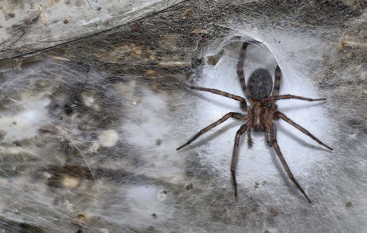 На границе Греции и Албании была обнаружена крупнейшая в мире паутина Учёные нашли в серной пещере гигантскую паутину площадью более 100 квадратных метров в которой обитает около 111 000 пауков Интересно что в этом месте сосуществуют два различных вида пауков которые в обычных условиях являются естественными врагами made sense