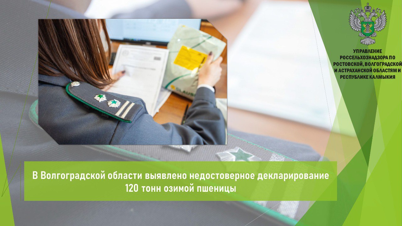 Управлением Россельхознадзора в ходе анализа деклараций, размещенных на официальном сайте Росаккредитации и данных в ФГИС «Сатурн» и «Зерно» выявлен факт недостоверного декларирования озимой пшеницы массой 120 т. Владельцем зерна является предприниматель, осуществляющий свою деятельность на территории Новониколаевского района Волгоградской области. По данным системы установлено, что предпринимателем, при уборке урожая сформирована партия зерна озимой пшеницы массой 43,5 т. Других сведений и информации в систему зерна им не предоставлено. ‼ Таким образом, предприниматель, не обеспечив надлежащее исполнение требований, допустил нарушение порядка декларирования продукции, подлежащей обязательному подтверждению соответствия. В целях пресечения обращения зерна вынесено решение о признании декларации о соответствии недействительной. Кроме того, предпринимателю объявлено предостережение. Открыть полный текст #ФГИС_Зерно #Декларации