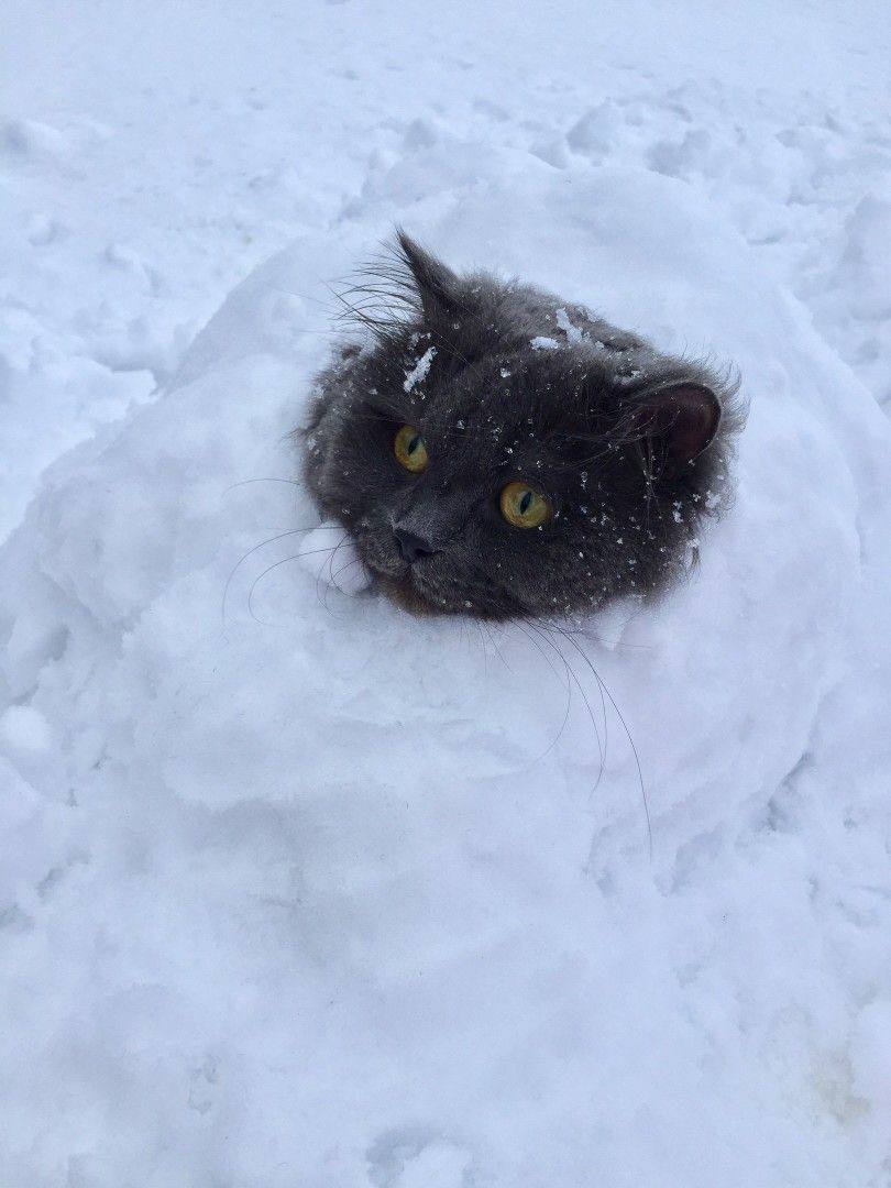 22 февраля Петербург накроет непогода Сильный снег и порывы ветра до 17 м с ожидаются особенно в прибрежных районах Пешеходам и водителям советуют быть внимательнее на дорогах и не рисковать в такую погоду Подписывайтесь на наш канал в МАХ agregiruem