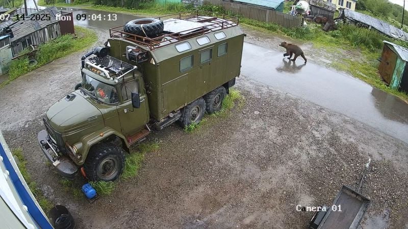 В Соболевском округе из-за участившихся случаев выхода медведей в населённые пункты ввели режим «Повышенная готовность», передаёт РАИ «КАМЧАТКА-ИНФОРМ». Как сообщил глава округа Андрей Воровский, решение было принято 14 июля на заседании Комиссии по чрезвычайным ситуациям и обеспечению пожарной безопасности. Предлагается ограничить передвижение жителей без транспорта и выход детей на улицу после 20 часов. Охотникам из групп реагирования разрешено вести отстрел животных, проявляющих агрессию, в случае если не удаётся отогнать хищников в лес. Жителям округа необходимо направлять информацию о выходе диких животных в населённые пункты дежурному ЕДДС по номеру телефона 8 415-36 -32-033. Напомним, в 2024 году Петропавловск-Камчатский и другие населённые пункты края пережили небывалое нашествие медведей. Зверей гнал к людям голод – год выдался не рыбным, а в лесах случился неурожай ягод и шишек. Подробно: