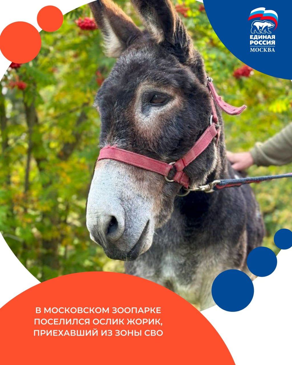 В Московском зоопарке появился необычный новый житель ослик по кличке Жорик приехавший из зоны СВО Долгое время Жорик находился рядом с бойцами одного из подразделений помогал в хозяйстве и даже перевозил снаряды После передислокации части его судьбой занялась координатор Женского движения Единой России в Москве Ирина Елифёрова Благодаря её содействию Московский зоопарк организовал транспортировку животного Сначала Жорик проходил адаптацию в филиале зоопарка в Великом Устюге а в конце ноября приехал в столицу Сейчас ослик привыкает к новому дому и вниманию специалистов Вскоре после завершения карантина посетители смогут увидеть его на контактной площадке детского зоопарка рядом с камерунскими козами Для Жорика сейчас главное покой и адаптация Как только специалисты убедятся что он готов он откроет экспозицию для общения с детьми и взрослыми отметила генеральный директор Московского зоопарка депутат Мосгордумы Светлана Акулова Совсем скоро москвичи смогут лично познакомиться с этим доброжелательным и смелым осликом который прошёл долгий путь к миру и уюту ЕРМосква в MAX ЕРМосква в Телеграм