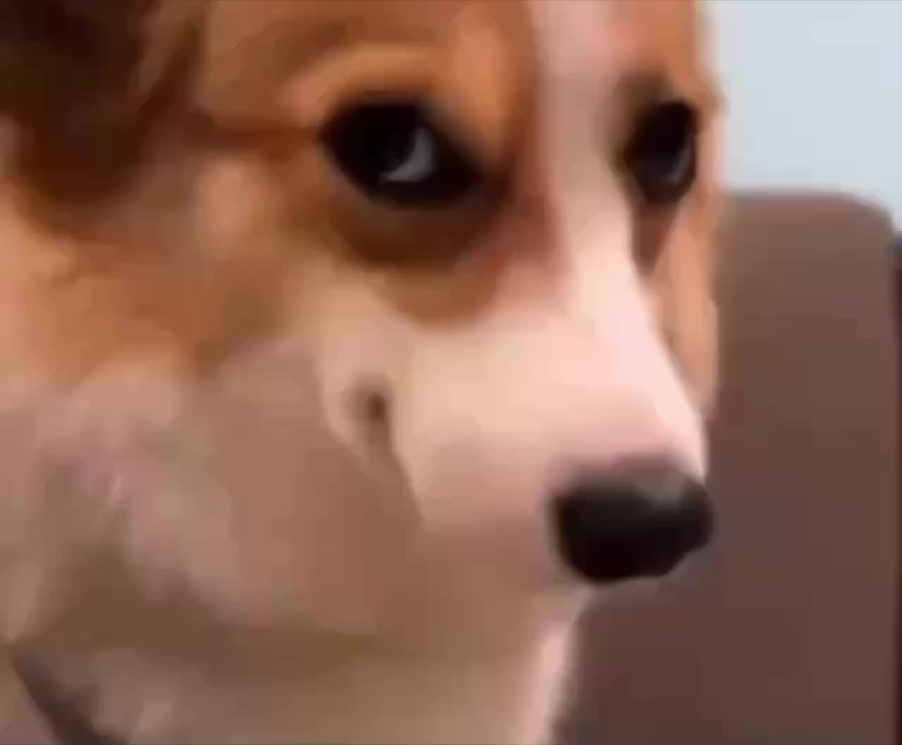 Исследование: Собаки способны запоминать слова, подслушивая хозяев