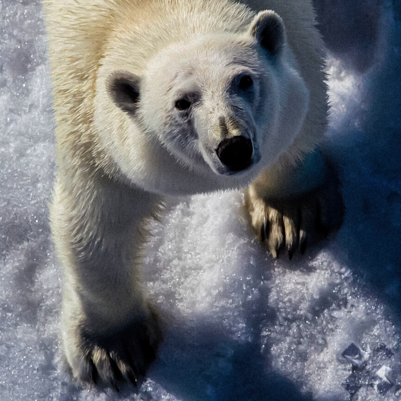В Красноярском крае белый медведь напал на семью с ребенком Все произошло в 40 км от поселка Носок а чтобы отпугнуть медведя к месту выехали местные жители и участковый В итоге хищник скрылся но успел ранить троих человек включая ребенка Семью вывезли в поселок для оказания медпомощи НМШ