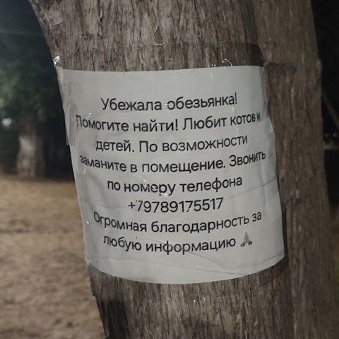 Крымские спасатели два дня ловили сбежавшую обезьяну Дуняшу.  На днях в Евпатории заметили ориентировку: разыскивается бизянка-беглянка, особые приметы — любит котов и детей. Пропажу засекли на чердаке. Ребята из МЧС приманили её вкусняшками, спустили вниз и передали директору зоопарка.