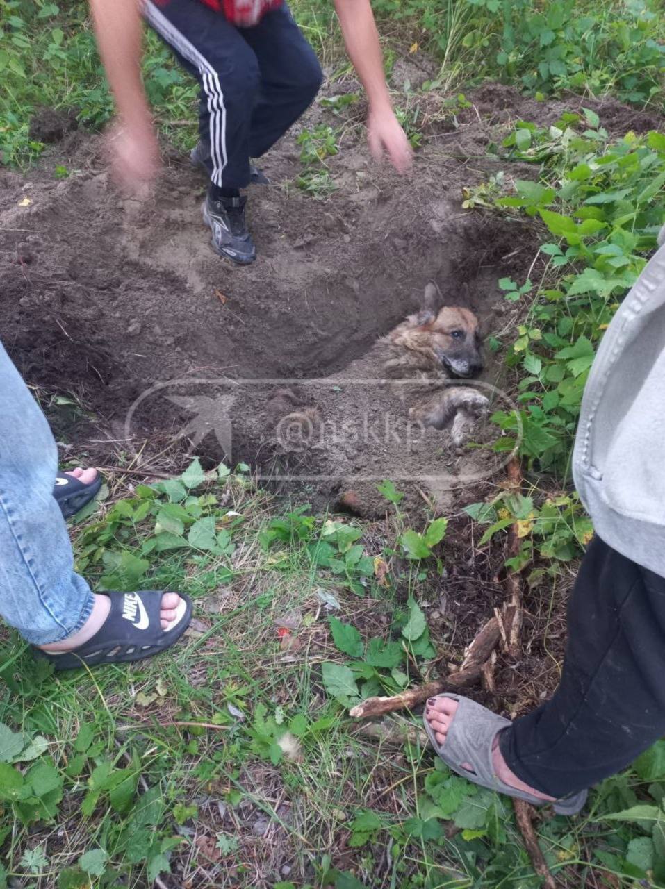 Собаку с перебитыми костями живьём закопали под Новосибирском В посёлке Приобский 18 августа местные жители нашли в лесу изуродованную собаку У животного были перебиты кости а на шее удавка Его закопали в яму оставив лишь морду и лапы Люди успели откопать беднягу и вызвали ветеринара Сейчас полиция разбирается в случившемся местные утверждают что знают хозяина собаки НОВОСТИ и ТОЧКА Подписаться