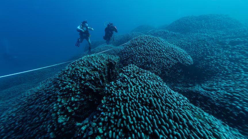 Крупнейший в мире коралл нашли ученые National Geographic около Соломоновых островов. Его размеры — 34 метра в ширину, 32 метра в диаметре и 5,5 метра в высоту, что больше, чем голубой кит.  Этот коралл, возрастом от 300 до 500 лет, превышает остров "Большая Мама" на Американских Самоа и играет важную роль в восстановлении коралловых рифов, пишет ABC News.  Специалисты отметили, что коралл в Соломоновых Островах — это "оракул надежды", поскольку он выжил в глубоких водах, где температура стабильна, в отличие от мелководных рифов, которые пострадали от изменений климата.  Открытие привлекло внимание властей и ученых, ожидается, что оно поможет развить экологический туризм и научные исследования, а также привлечет внимание к защите океанов.       Отправить новость