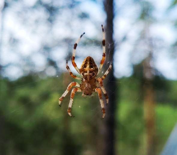"Кровоточащий" гриб Hydnellum peckii снова замечен в нижегородских лесах, сообщает тг-канал Бокал Прессека.   Директор Института биологии и биомедицины ННГУ Мария Ведунова поделилась снимками своей прогулки по августовскому лесу.  Питается кровоточащий гриб не только влагой, но и насекомыми, которых ловит с помощью жидкости на шляпке. Гриб растет на песчаных почвах. Он ядовит.  Это большая редкость для России, в 2024 году сообщалось, что гриб впервые обнаружен в Нижегородской области, но биолог это опровергает – встречались и раньше.  Также Мария Ведунова предупредила любителей леса о грядущем сезоне пауков-крестовиков:  свои ловчие сети они раскидывают между деревьев и не все рады встретиться с ними лицом к лицу.   Крестовина не ядовит, его "укус" не опасен