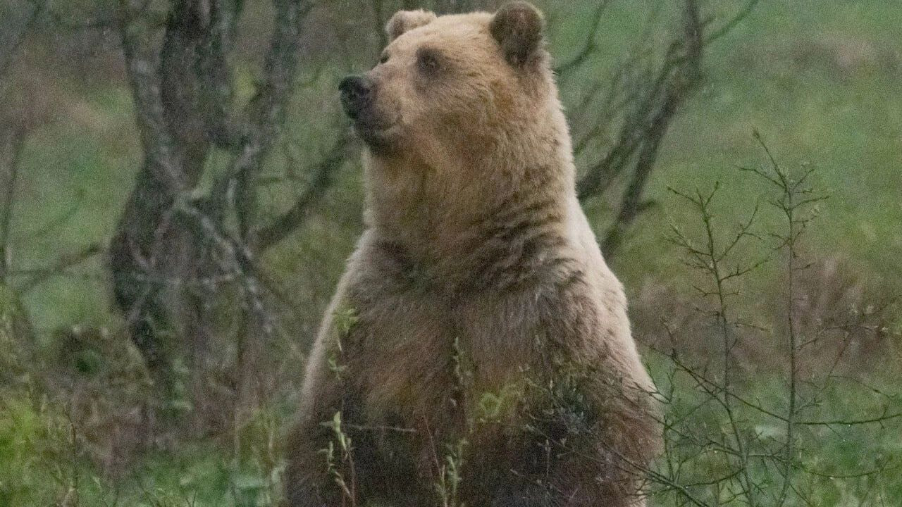 Фотографы вспугнули медвежью семью в Башкирии Сотрудники нацпарка «Башкирия» при плановом обходе неожиданно оказались всего в 30 метрах от медведицы с тремя медвежатами. Специалисты не стали паниковать — наоборот, замерли на месте. И, как оказалось, именно щелчки их фотокамер помогли избежать конфликта: настороженная медведица уловила запах людей и увела детёнышей в чащу. Такие встречи в парке этой весной участились. Из-за тёплой погоды медведи проснулись раньше обычного и стали чаще выходить к туристическим тропам. Администрация парка призывает гостей быть осторожными: не гулять в одиночку, избегать сумерек и носить с собой средства для отпугивания животных.