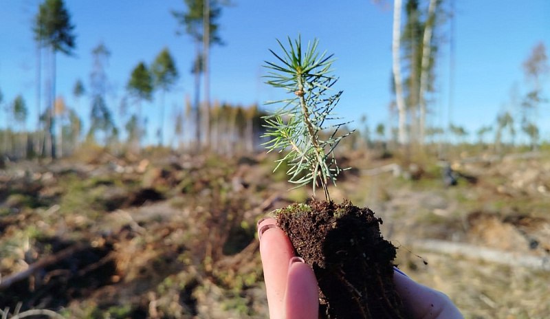 Минлеспром подвел итоги реализации в Поморье федерального проекта Сохранение лесов В Архангельской области завершен лесокультурный сезон 2025 Мероприятия по восстановлению лесов проводят лесопользователи и сотрудники Единого лесопожарного центра Эта работа ведется в рамках федерального проекта Сохранение лесов нацпроекта Экологическое благополучие В этом году лесовосстановление выполнено на площади 77 5 тысячи гектаров при плане порядка 74 тысяч гектаров Таким образом целевые показатели федерального проекта выполнены Отметим что за последние шесть лет общая площадь лесовосстановления в области составила 500 тысяч гектаров Такой результат достигнут благодаря работе лесопользователей и специалистов ЕЛЦ а также помощи неравнодушных жителей регина которые принимают активное участие в экоакциях Сад Памяти и Сохраним лес