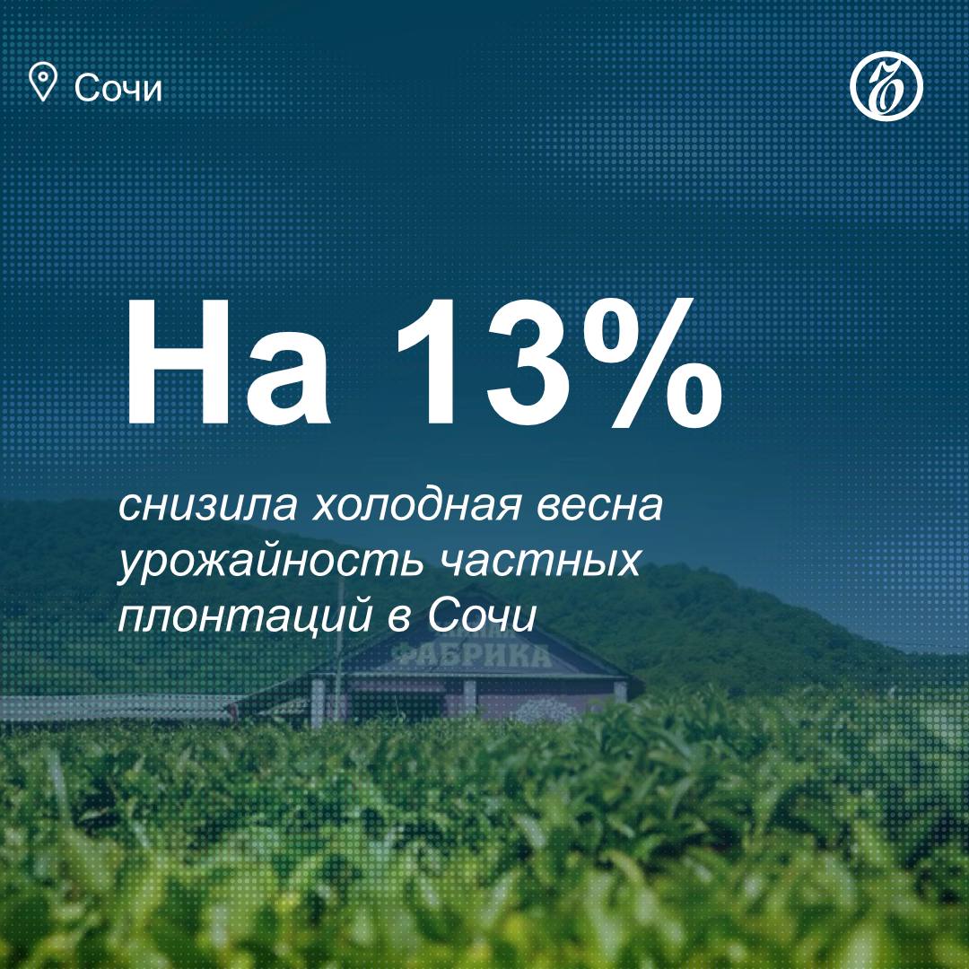 Чаеводческие предприятия Сочи завершили сбор урожая 2025 года Общий объем составил 252 тонны зеленого чайного листа против 289 тонн годом ранее рассказали Ъ Сочи в пресс службе администрации курорта Снижение урожайности связано с холодной весной В мае и начале июня температура воздуха не поднималась выше 20 градусов что негативно сказалось на состоянии плантаций Обычно основной период сбора длится с мая по сентябрь когда листья достигают оптимального качества Лидером по объемам остается Мацестинская чайная фабрика 173 7 тонны хотя это на 34 1 тонны меньше чем в 2024 м Солохаульский чай собрал 54 4 тонны минус 3 9 тонны Хоста чай 15 4 тонны плюс 0 8 тонны Шапсугский чай 8 3 тонны плюс 0 3 тонны ЪУзнал