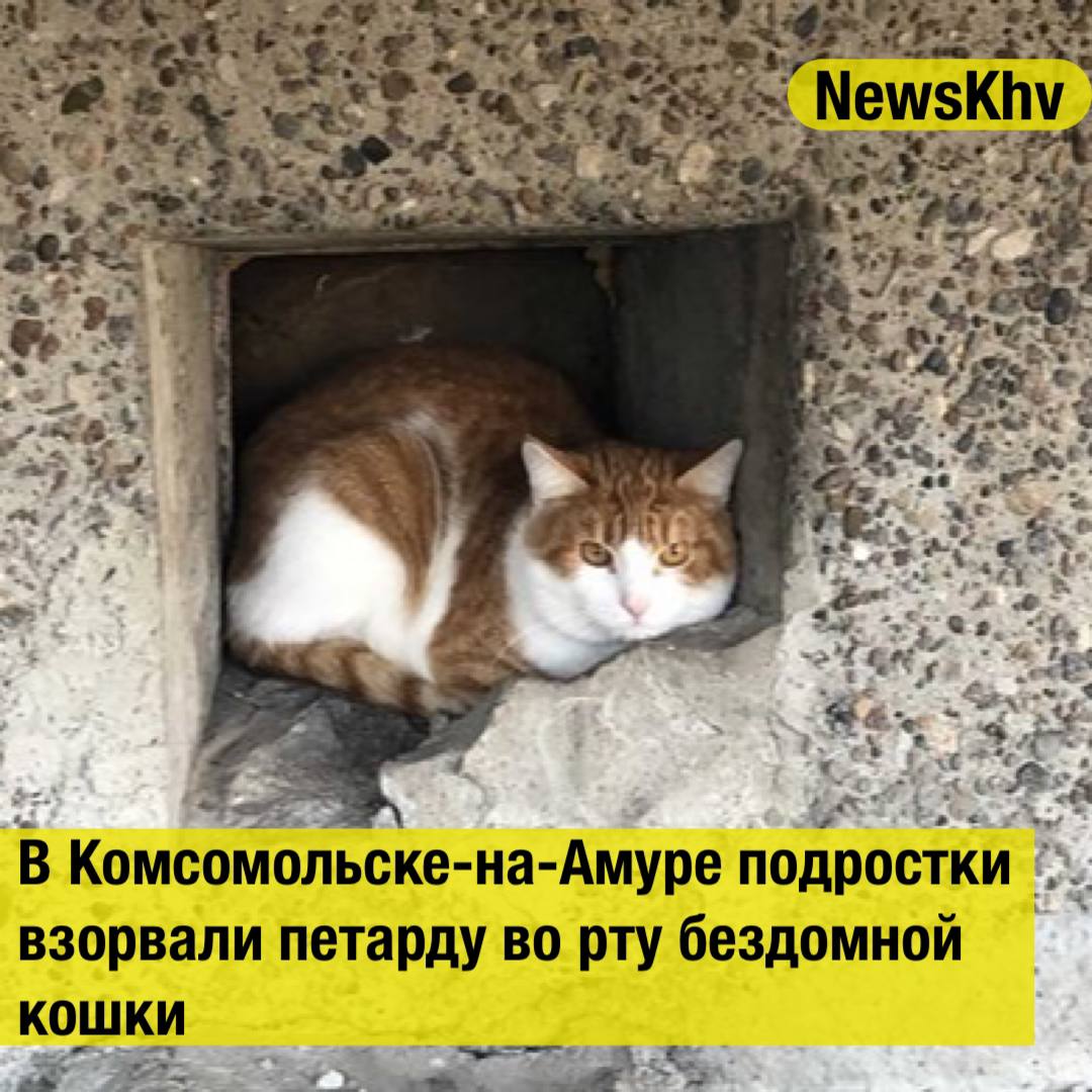 В Комсомольске на Амуре подростки взорвали петарду во рту бездомной кошки Инцидент произошёл 6 октября в одном из подъездов на Интернациональном проспекте По данным Amur Mash неустановленные подростки вложили петарду в рот кошке и подожгли её из за чего животное получило тяжёлые травмы челюсти Местные жители ставшие свидетелями зверства обратились за помощью к волонтёрам центра Преданное сердце Животное доставили к ветеринарам где ему оказали необходимую медицинскую помощь Сейчас кошка проходит курс лечения Волонтёры объявили сбор средств на оплату терапии и реабилитации Полиция проводит проверку по факту жестокого обращения с животным и устанавливает личности причастных сообщили в Telegram канале УМВД России по Хабаровскому краю Источник АиФ Хабаровск подписывайтесь на NewsKhv Прислать новость NewsKhv Official Мы в мессенджере MAX