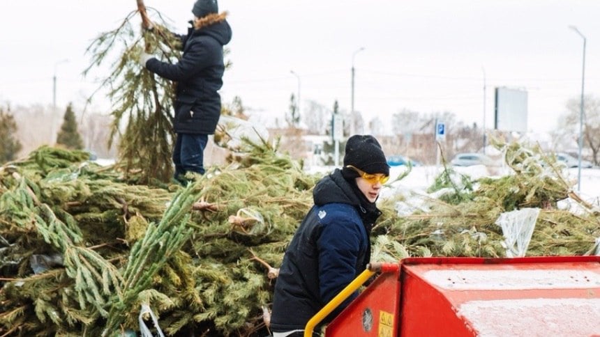 В Омске не осталось пунктов приема елок   В Омске, похоже, в этом году не будет пунктов приема отслуживших свое новогодних елок. В предыдущем году такие точки активно работали на Левобережье, в том числе, на парковке у ТЦ «МЕГА». Деревья можно было сдать для утилизации для проекта «Кедротека» или для Большереченского зоопарка.    Несколько дней назад в Большереченском зоопарке предупредили, что деревья не будут приниматься – у животных их достаточно. «Кедротека», использовавшая щепу хвойных деревьев для выращивания молодых саженцев, и ТЦ «МЕГА» в этом году также решили не проводить акцию. Подробности – в материале.