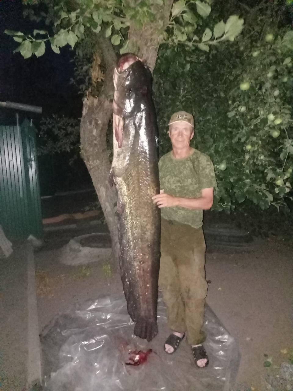 Двухметровую рыбу выловил воронежец из Дона Житель Павловска Валерий Караваев опубликовал фото трофея – огромного сома длиной 196 сантиметров. Пойман гигант был на Дону, а попался он на медведку.