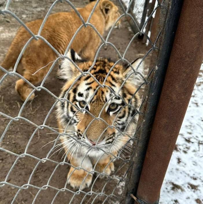 В Казанский зоопарк привезут двух амурских тигрят спасенных зимой в Хабаровском крае Истощенных тигрят нашли когда они вышли к людям за едой Благодаря помощи специалистов они прошли реабилитацию kazan