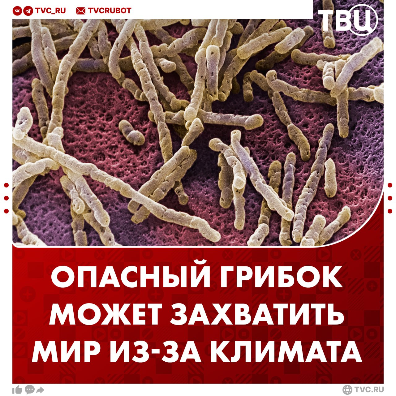 Учёные предупредили о риске глобального распространения опасного грибка Угрозу представляет грибок Aspergillus. Он вызывает аспергиллёз — опасное заболевание лёгких, особенно для людей с ослабленным иммунитетом или астмой. По прогнозу учёных, грибок может захватить до 77% новых территорий к 2100 году. Его росту способствуют жара, пожары и дожди.