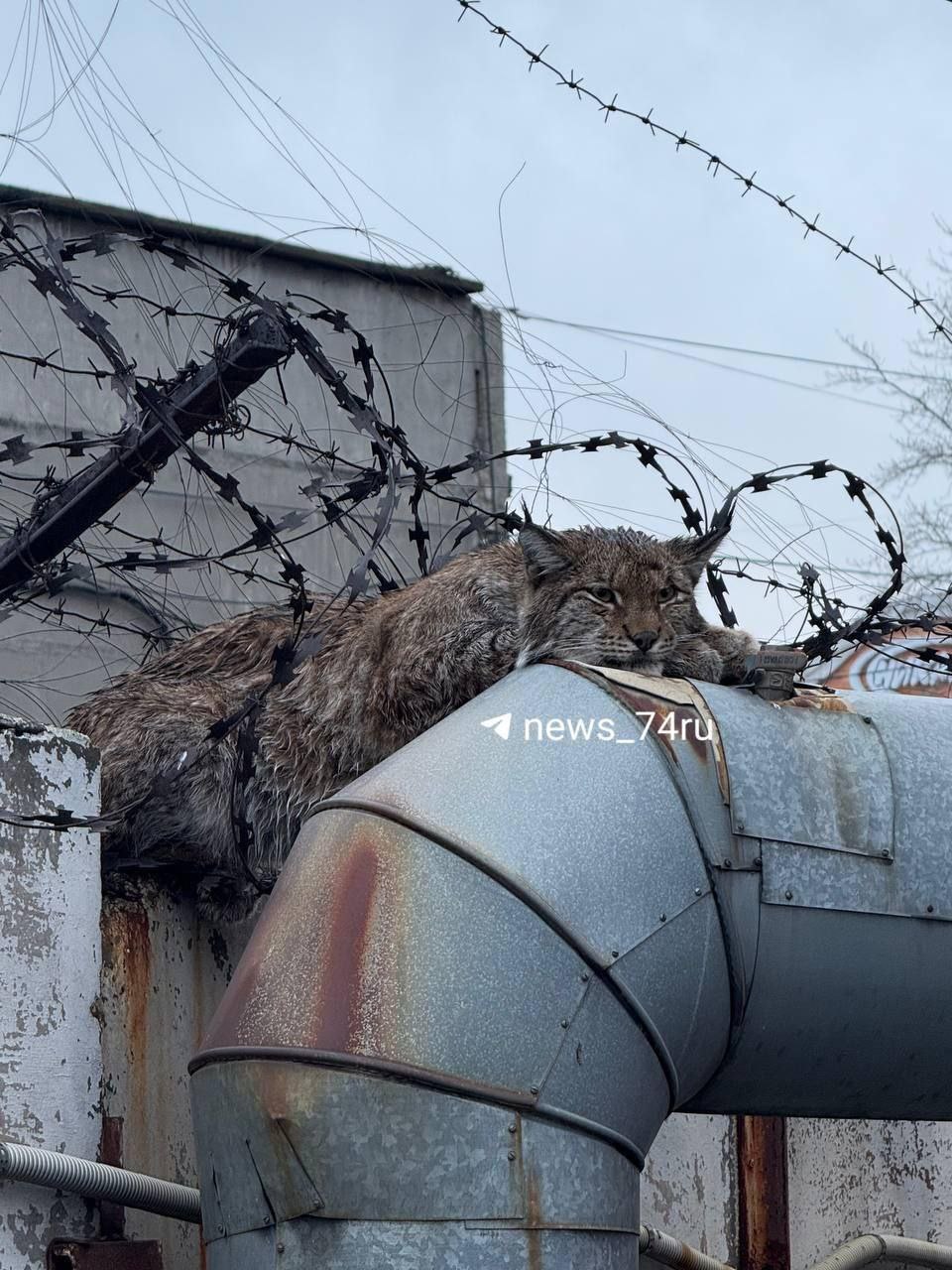 Дикая рысь застряла в проволоке на заводе трубопроводной арматуры На место прибыли сотрудники Минэкологии зоопарка и МЧС Кстати Челябинск