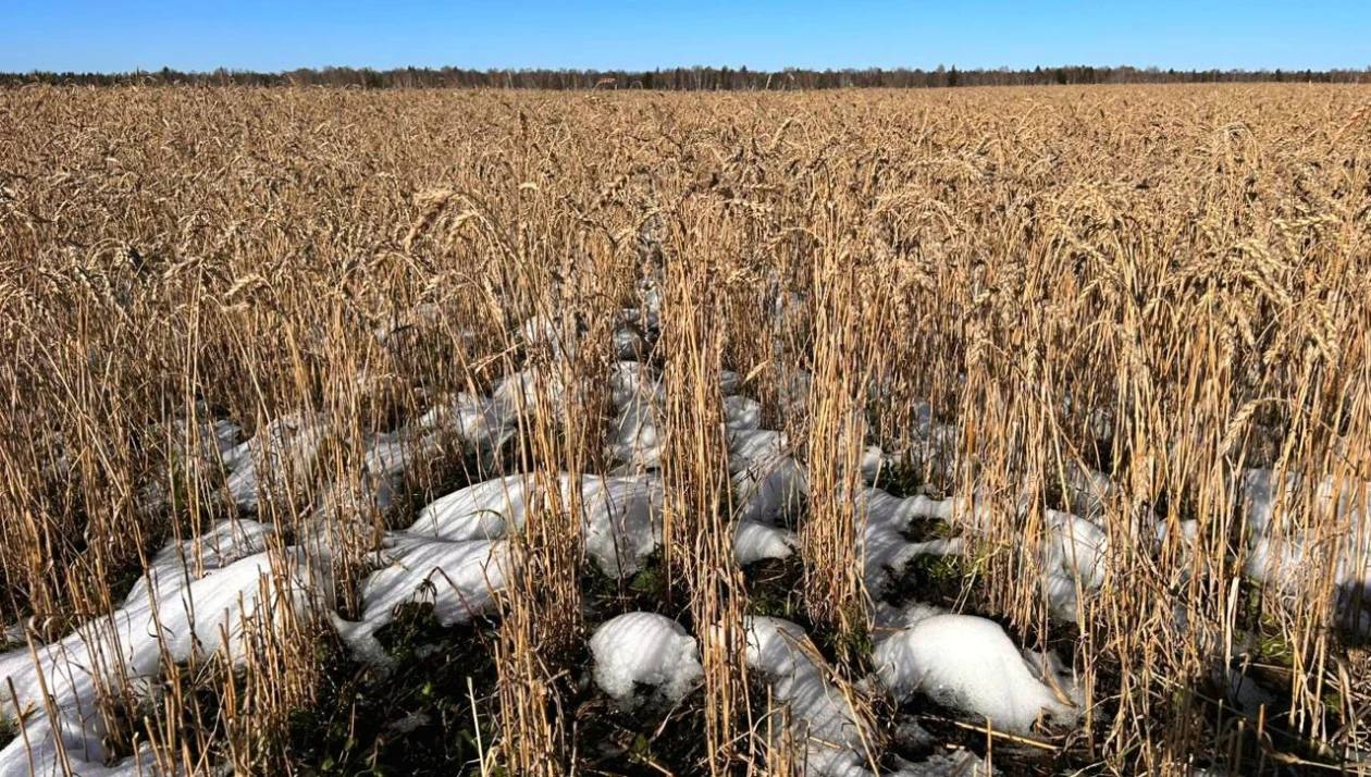 Томские аграрии просят власти задуматься о введении режима ЧС Часть хозяйств в Томской области может не справиться с выполнением обязательств по субсидиям так как из за непогоды не успели собрать весь урожай один из вариантов помощи аграриям введение режима ЧС Выпавший в начале октября снег помешал аграриям Томской области своевременно завершить уборочную кампанию На 15 октября план по сбору зерновых в регионе был выполнен на 98 Больше всех от снега страдает рапс масло которого занимает половину в общем объеме экспорта АПК Томской области Также потеряна часть картофеля крупнейшее хозяйство сообщало о гибели 10 урожая Подписаться на канал   Предложить свою новость