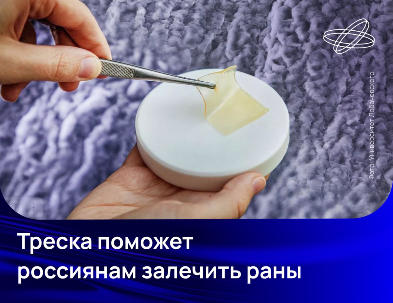 Нижегородские учёные разработали технологию создания ранозаживляющих плёнок на основе коллагена трески Испытания показали что новый материал эффективнее уже используемых аналогов из бычьего коллагена Решение использовать коллаген промысловых рыб исследователи объяснили его максимальным сходством с человеческим Это недорогой безопасный и постоянно возобновляемый ресурс не связанный с риском передачи заболеваний от животных человеку и получаемый из отходов рыбопереработки Подобные отечественные материалы на рынке отсутствуют а их применение особенно перспективно в нестерильных условиях Кроме того эффективность нашей разработки превосходит коммерческие аналоги подчеркнула заведующая лабораторией нефтехимии НИИ химии ННГУ Людмила Семенычева Наука рф Десятилетиенауки