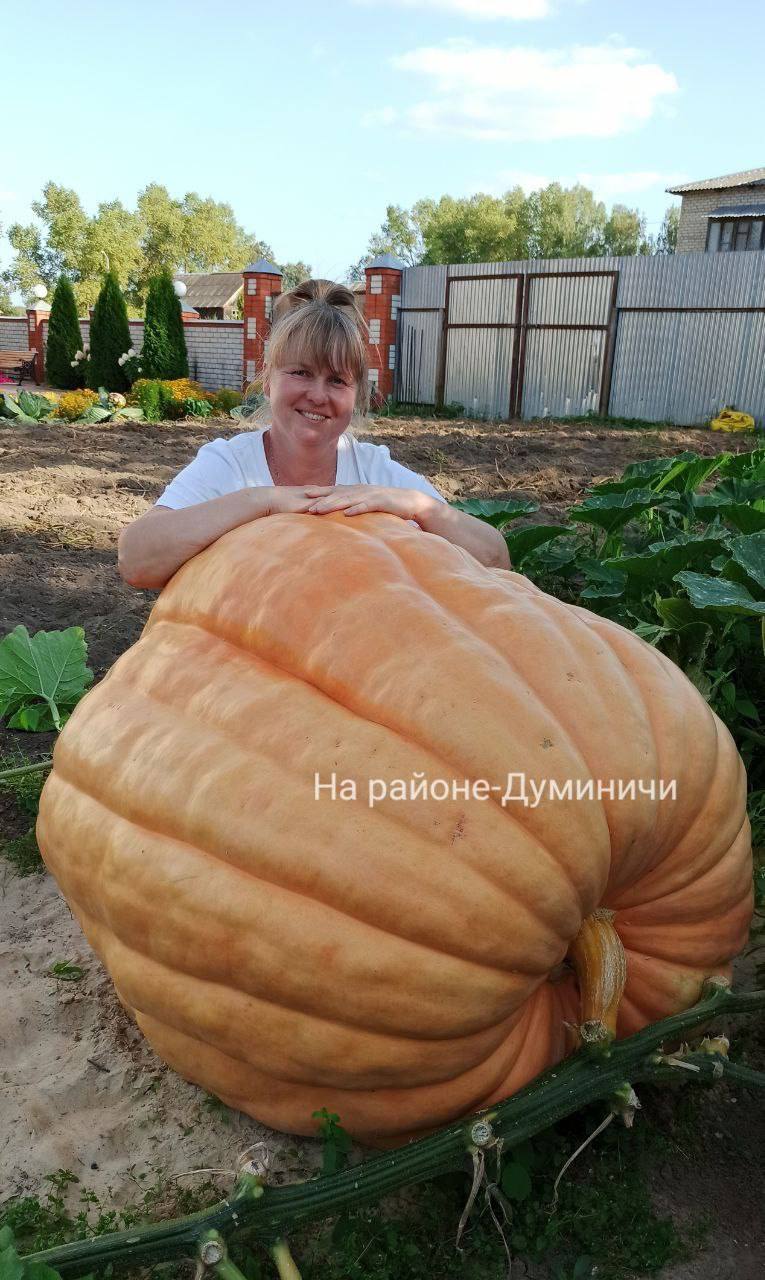 Самую большую тыкву Калужской области назвали Веснушкой  Овощ вырастили в Думиничском районе. Хозяйка тыквы Наталья рассказала, что весит Веснушка 245 кг, ей уже исполнилось 70 дней. Но, оказываются, бывают эти овощи и еще больших размеров. В Рязани, например, тыква Дуреха весит 500 килограммов!    ES! - канал. Подписаться